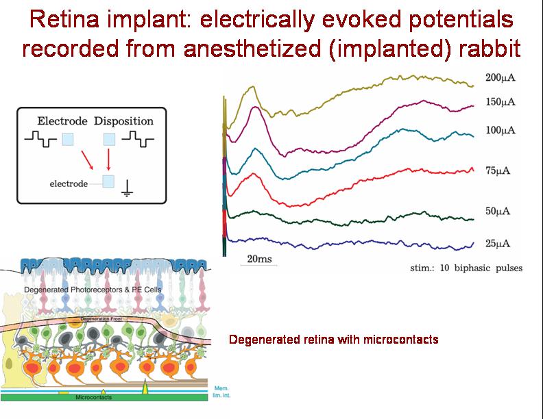 retina implant test in vivo