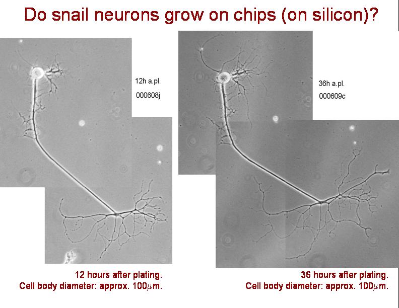 neurons grow