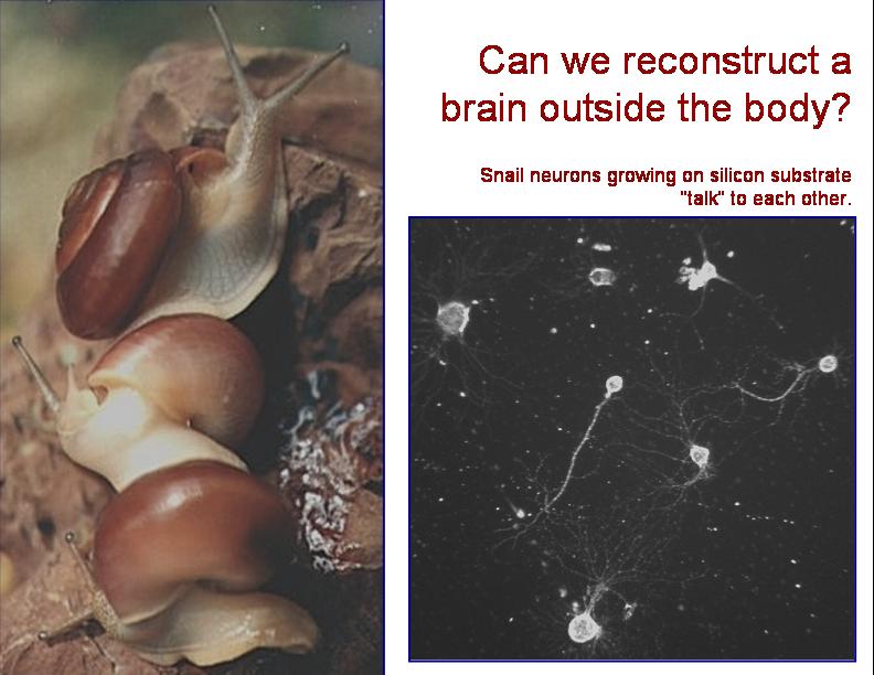 escargot neurons